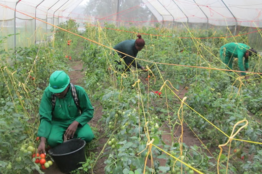 PAID -WA Green house Horticutural Development Programme - Tomatoe cultivation
