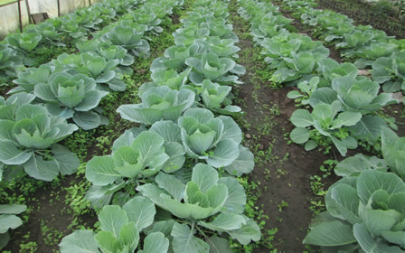 Proper business planning and farm management practices makes the Potassiul - enriched Cabbage farming in greenhouse as successful commercial business